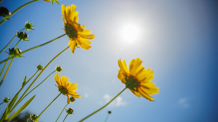 Yellow flowers and buds (Lance-leaved coreopsis, lanceolata or basalis) are blooming towards the sun like sunflowers