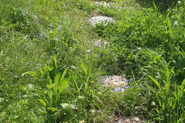 Natural wild herbs meadow with stepping stones made of shells and concrete in No Mow May, Baden,...