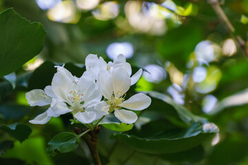 Beautiful branch of blossoming apple tree against blurred green background. Close-up of white apple flowers. Selective focus. There is place for your text