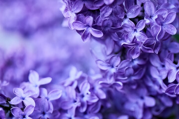 Close-up of Purple Lilac Blooms