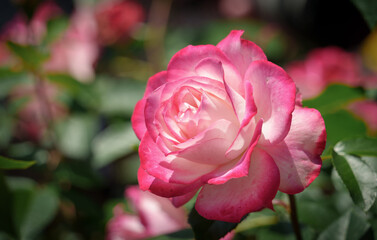 花壇に咲く花びらの縁がピンク色のバラ