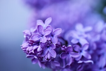 Close-up of Purple Lilac Blossoms