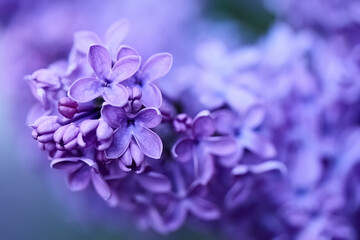 Lilac Blossoms in Soft Focus