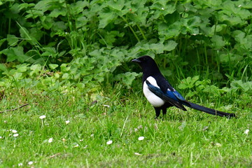 Magpie in the grass, Kilkenny, Ireland