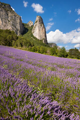 Lavender fields in summer with mountains near the village of Saou in the department of Drome. France