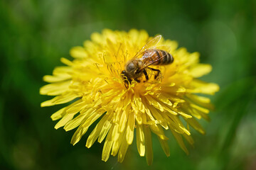 World Bee Day. Bee Pollinating a Yellow Dandelion Flower