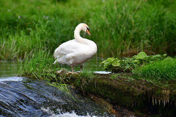 Mute swan in river Nore, Kilkenny, Ireland