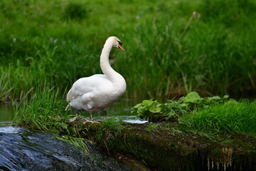 Mute swan in river Nore, Kilkenny, Ireland