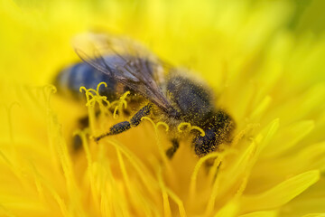 World Bee Day. Bee Pollinating Vibrant Yellow Flower