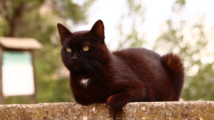 gato negro, felinos, animal, mascota, felíno, gatita, cuca, domestica, pelaje, ocular, felinos, mascota, gato atigrado, retrato, mamífero, animal, gris, ocular, administrar, bigote, mirada, cara, herm