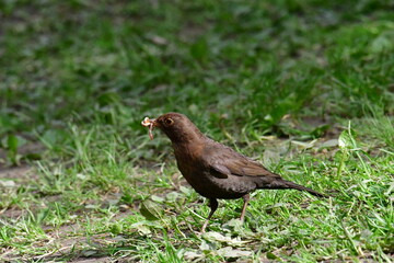 Song Thrush with worms in the beak