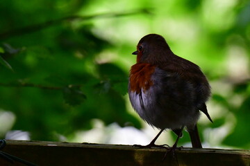 Bird Robin on a branch