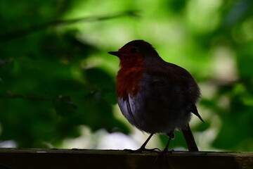 Bird Robin on a branch