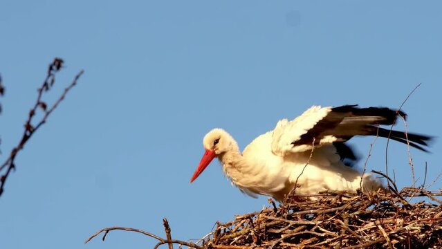 White Stork, in nest period at mating season.