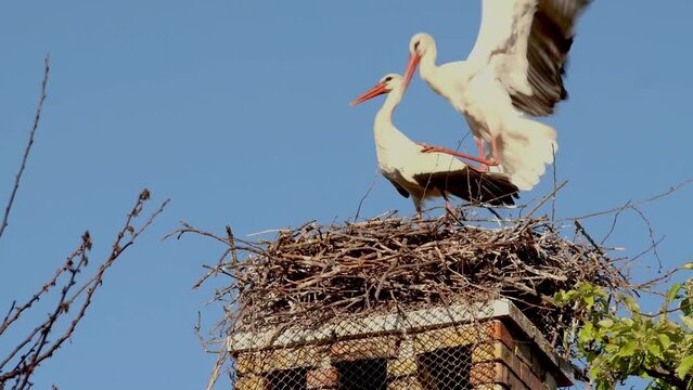 Two storks, mating in nest in courtship period.
