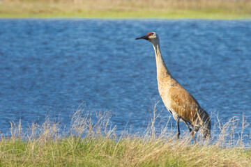 Sandhill Crane (Antigone canadensis) standing in grass next to Hog Flat Reservoir in Lassen County California, USA on a spring morning.