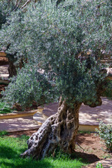 Very old olive tree (Olea europaea) brought from Israel to Jordan.