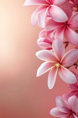 Plumeria or Frangipani or Temple tree flower. Close up white-pink plumeria flowers