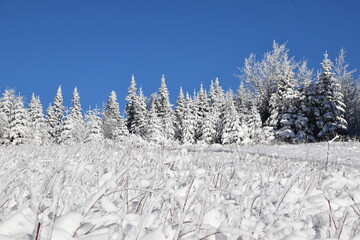 A frosty forest after the storm, Sainte-Apolline, Québec, Canada