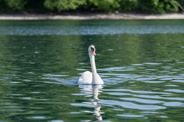 cygne  du lac Léman