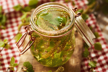 Preparation of herbal tincture from fresh birch leaves and catkins