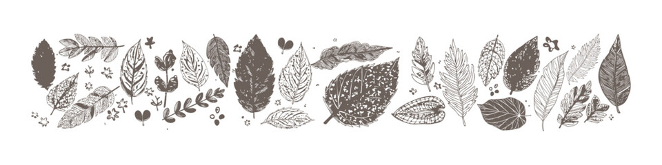 Hand draw leaf. Collection garden elements. Vector illustration.