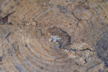 Air bubbles come out of a crack in the ground.