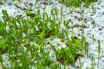 Green grass with snow. Sudden frosts in spring.