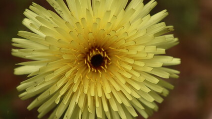 flor amarilla, fondo de escritorio, fondo de pantalla,  flor, amarilla, naturaleza, diente de leónexplosion de felicidad, verano, flor, primavera, florecer, beldad,  macro, flora, flores