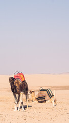 Camels in the desert 