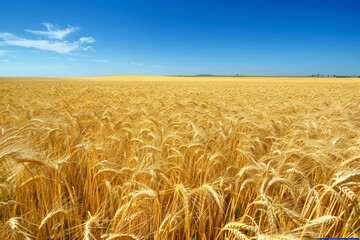 A wide-angle view of a vast expanse of golden wheat field under a clear blue sky