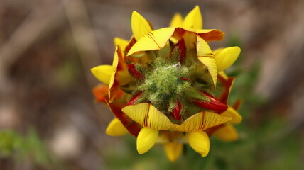flor amarilla, fondo de escritorio, fondo de pantalla,  flor, amarilla, naturaleza, casi carnívora, fábrica, verano, huerta, flor, primavera, florecer, beldad, girasol, margarita, macro, flora, 