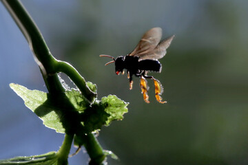 Foto macro de abelha arapuá  
