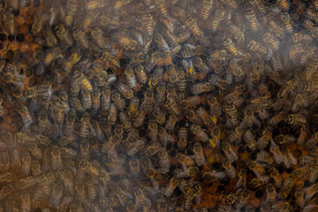 Selective focus of bee on honeycomb or nest its natural habitat, Bees are winged insects closely...