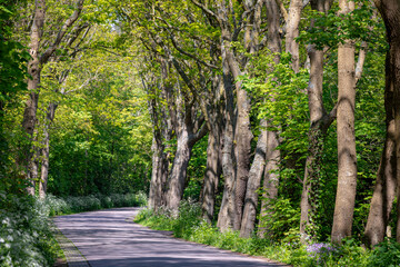 Countryside road with tree trunks and young green leaves, Spring landscape with small street and white flowers Cow Parsley, Anthriscus sylvestris, Wild chervil or keck along the side road, Netherlands