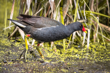 An adult common moorhen (Gallinula chloropus) walks in the swamp perpendicular to the camera lens on a sunny spring day. 