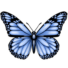 butterfly isolated on white background