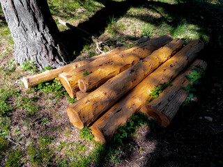 Troncos serrados en el bosque