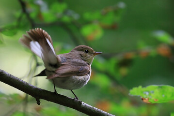 Red-breasted flycatcher, Ficedula parva, on the branch