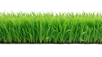 Green Grass Border beautifu. Illustrations vector. Isolated White Background