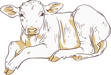 Resting Calf Illustration, A Peaceful Young Cow Lying Down and Relaxing in the Sun © Ziyasier