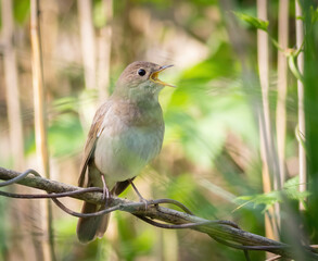 Thrush Nightingale, Luscinia luscinia. A bird sits in the reeds on the riverbank and sings