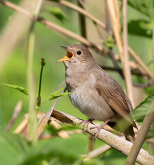 Obraz premium Thrush Nightingale, Luscinia luscinia. A bird sits in the reeds on the riverbank and sings