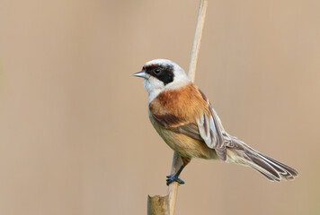 Eurasian penduline tit, remiz pendulinus. The male sits on a reed stalk on a beautiful background © Юрій Балагула