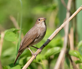 Thrush Nightingale, Luscinia luscinia. A bird sits in the reeds on the riverbank