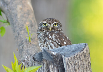 Little owl, Athene noctua. An adult bird sits in a tree, next to a cut tree trunk