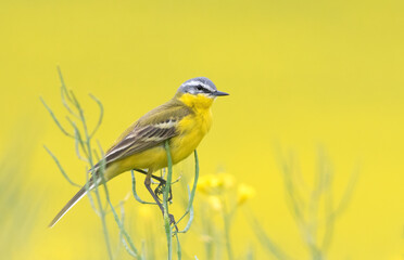 Obraz premium Western Yellow Wagtail, Motacilla flava. A bird sits on a yellow field of flowering rapeseed