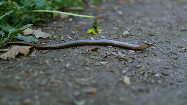a slowworm in the nature 4k 25fps video
