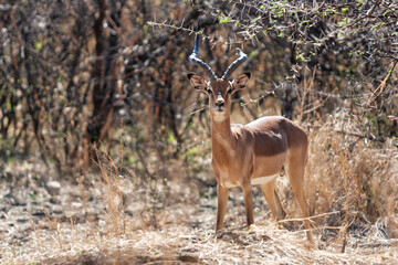 impala antelope in the bush hiding in plain sight on the savannah dry grass
