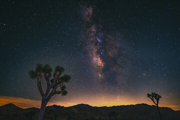 Fototapeta na wymiar Joshua Tree Milky Way